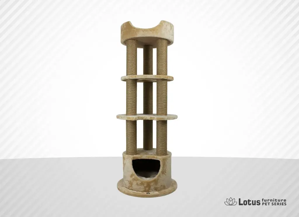 Dubai Kedi Tırmalama